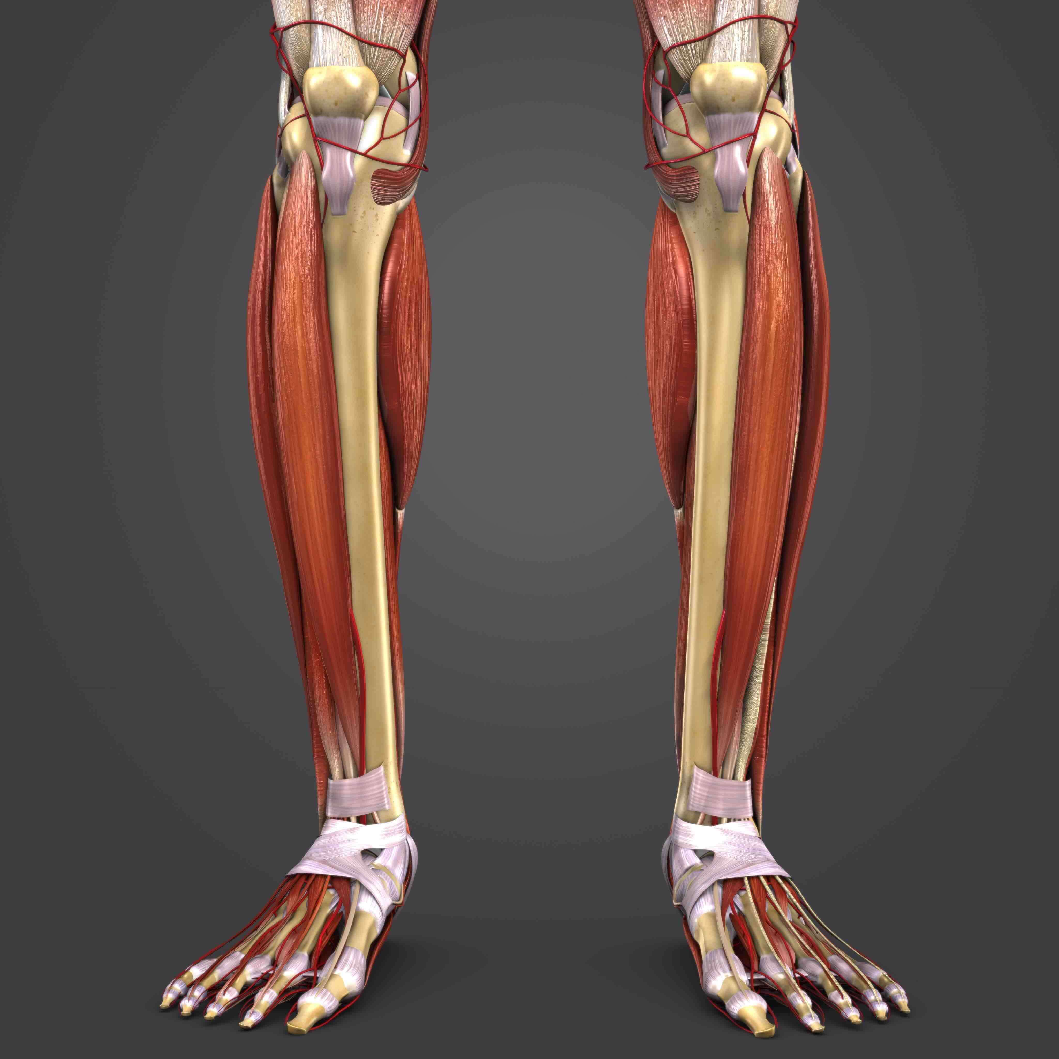 Shin Splints Medial Tibial Stress Syndrome Aoa Orthopedic Specialist