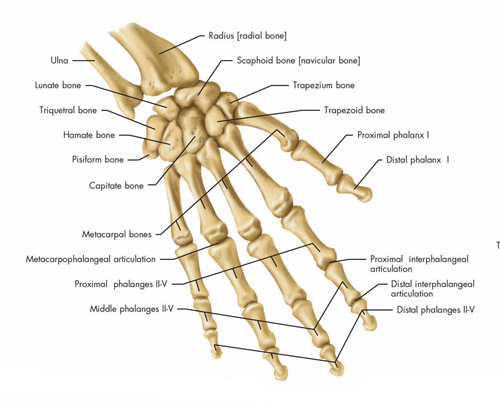 Colles Fracture: Causes, Symptoms & Treatment · Dunbar Medical