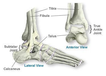 Ankle/Foot